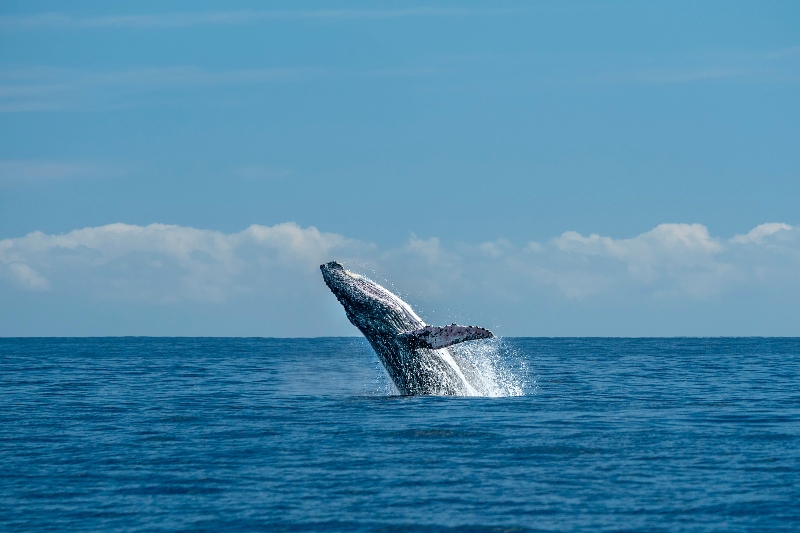 humpback whale watching in cabo