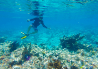 Snorkeling in Naples FL