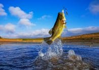 Bass fishing tips.