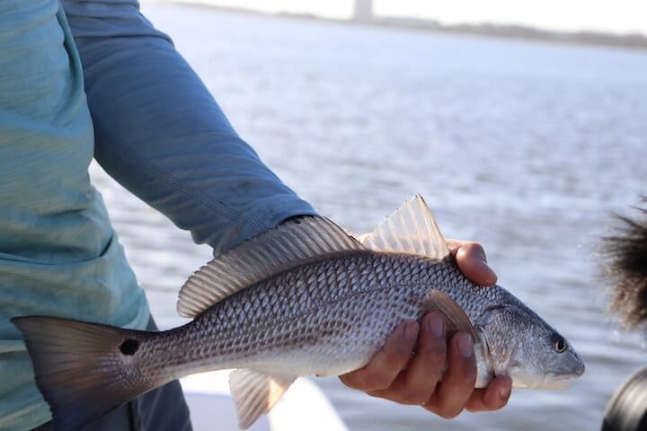 Non-stop inshore Speckled trout action! (Charleston SC) 
