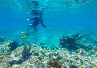 snorkeling tampa