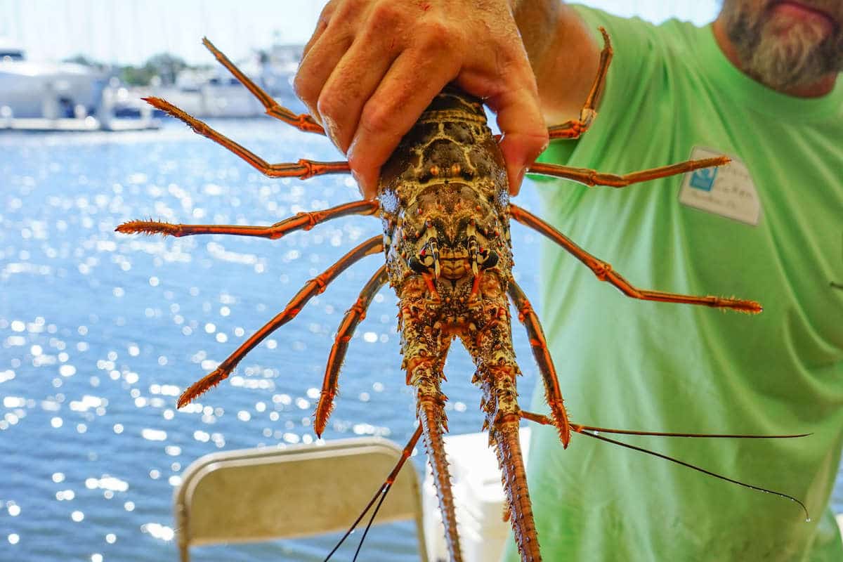 Lobster mini-season is Wednesday and Thursday