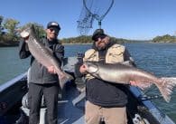 King salmon caught with a fishing guide on Folsom Lake, California