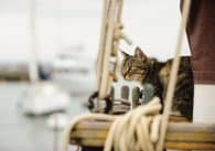 Tips for Boating With Cats.