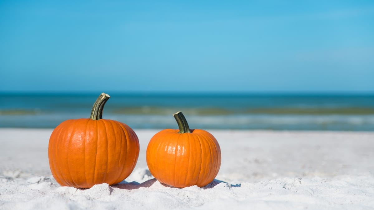 Flip Flop - Pumpkin – H2O com