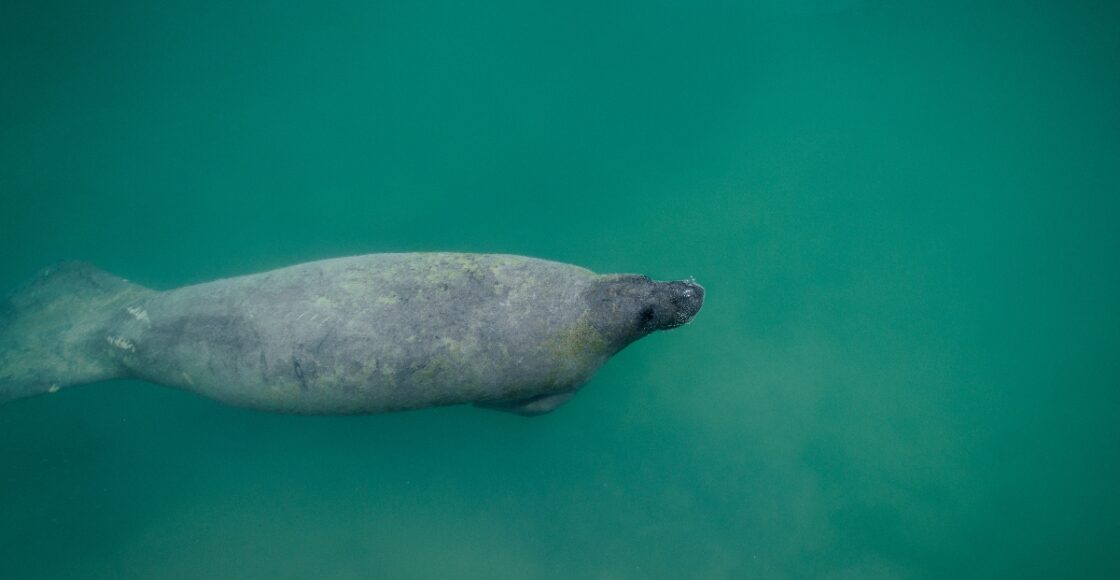 manatee sightings in biscayne