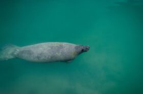 manatee sightings in biscayne