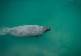 manatee sightings in biscayne