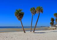 Best Beaches in Tampa