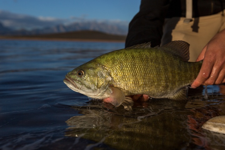 Lake Washington small bass