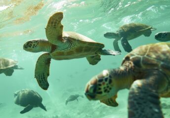 Sea turtles nesting season