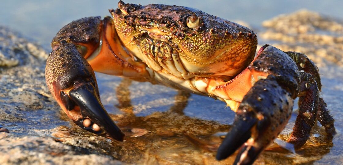 crabbing locations in florida