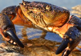 crabbing locations in florida