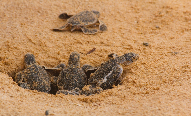 sea turtle nesting season