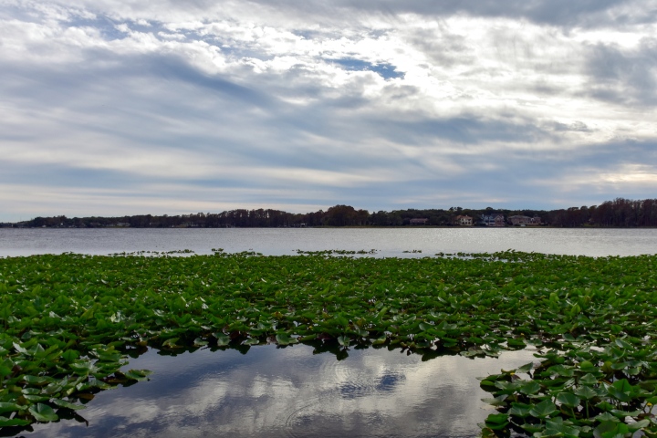 Lake Tarpon