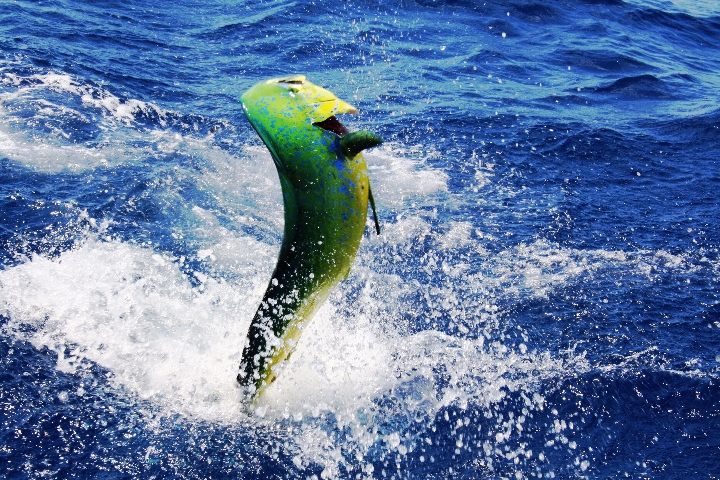 Mahi mahi fishing in Miami_boatsetter