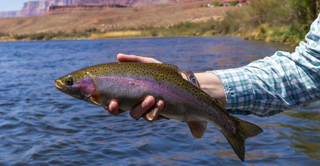 fishing lakes in arizona