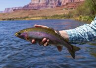 fishing lakes in arizona