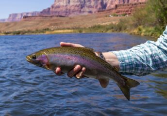 fishing lakes in arizona