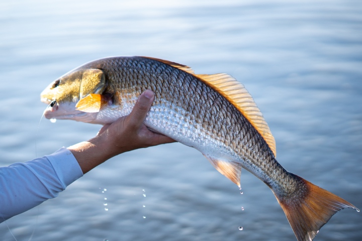 redfish