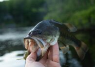 Best Fishing Spots in Connecticut