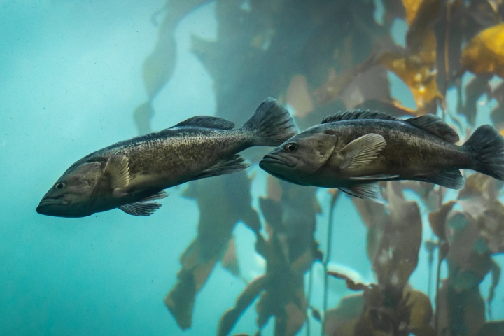 Calico Bass