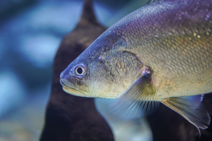 Croaker fishing