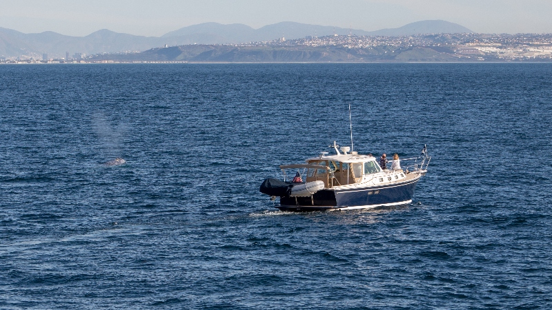 Grey whales in San Diego_boatsetter