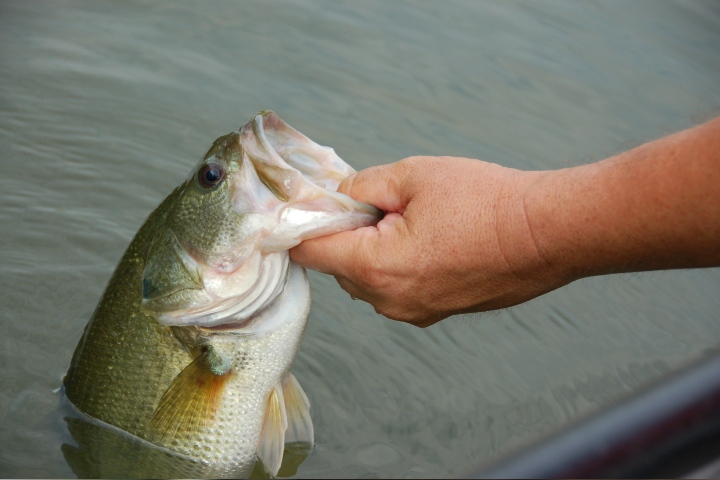 bass fishing lady bird lake