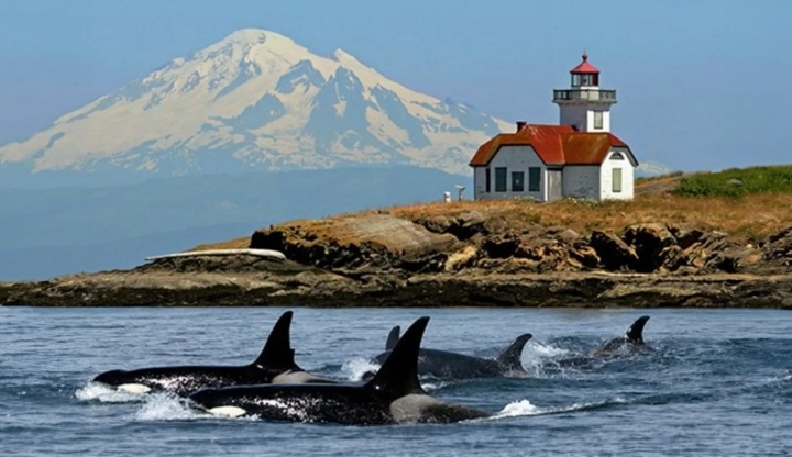 best summer experiences in seattle