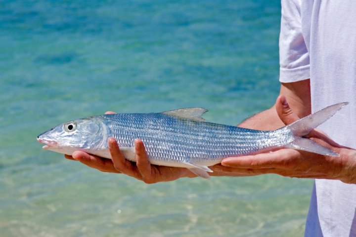 bonefish fishing