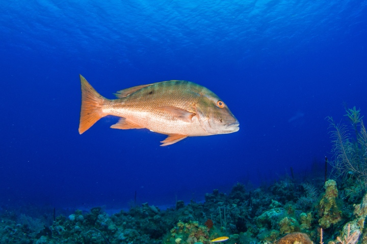 florida mutton snapper