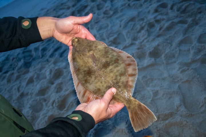 flounder fishing tampa