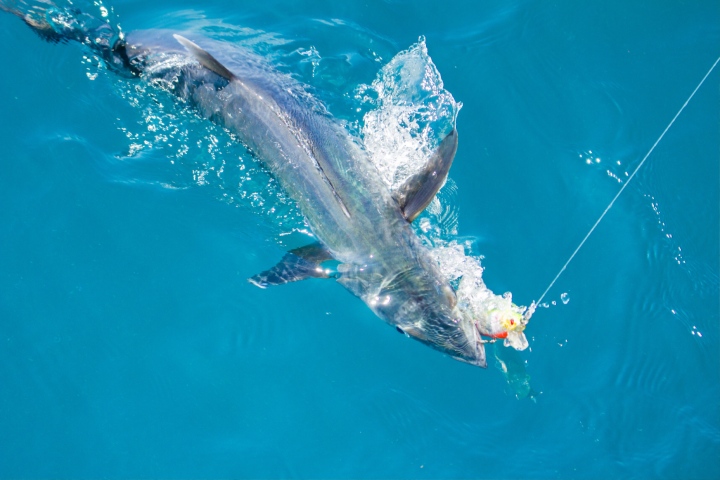 king mackerel fishing tampa