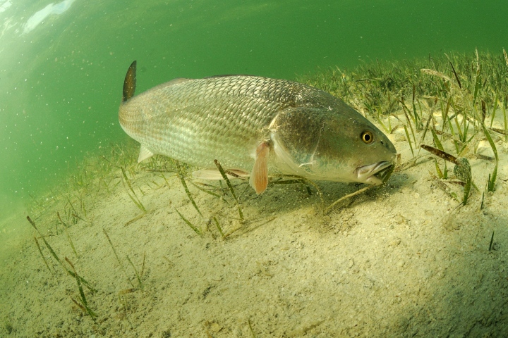 redfish fishing tampa