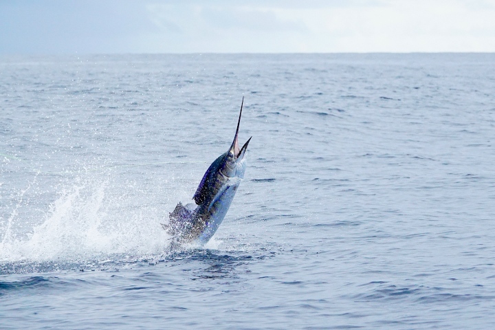 sailfishing in florida winter