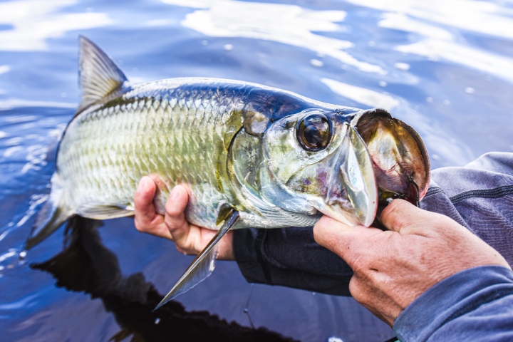 tarpon fishing florida