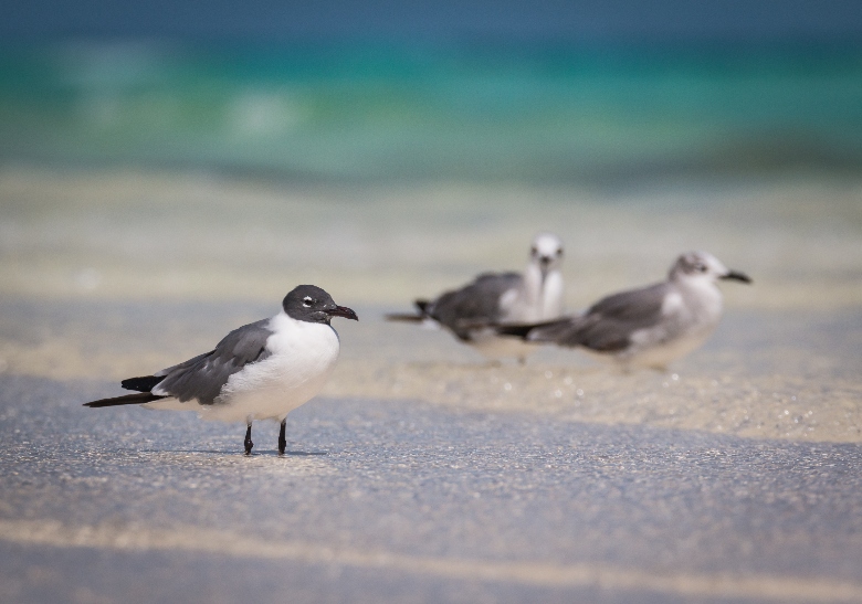 Padre Island Shores_best fall beaches