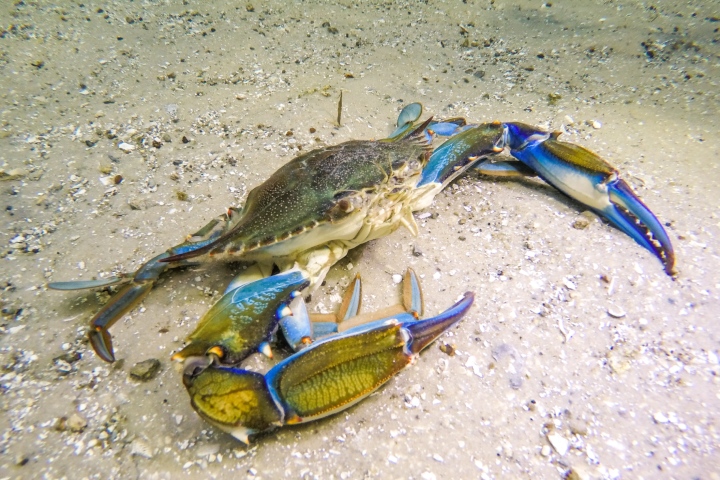 east coast blue crab