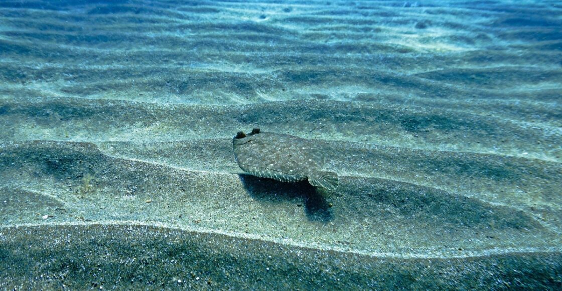 flounder fishing in florida