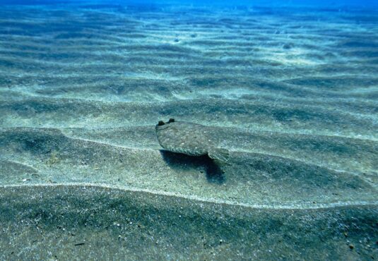 flounder fishing in florida