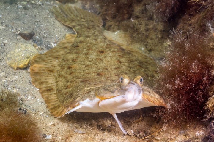 flounder fishing tips