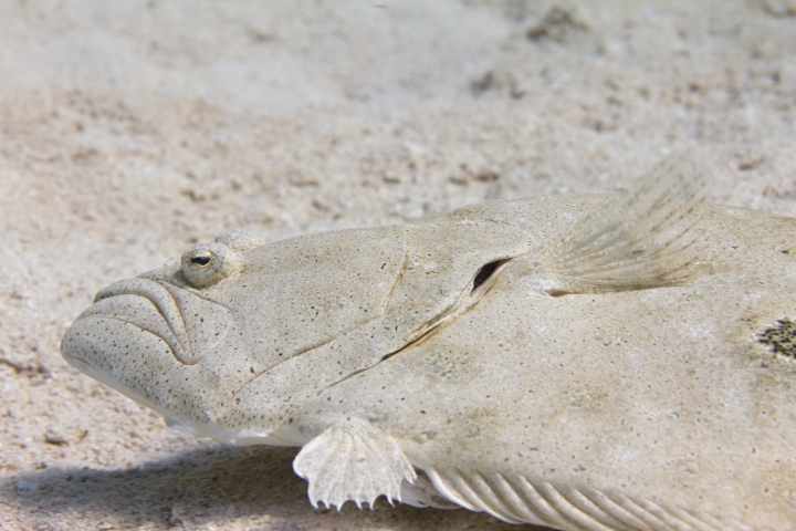 flounder fishing