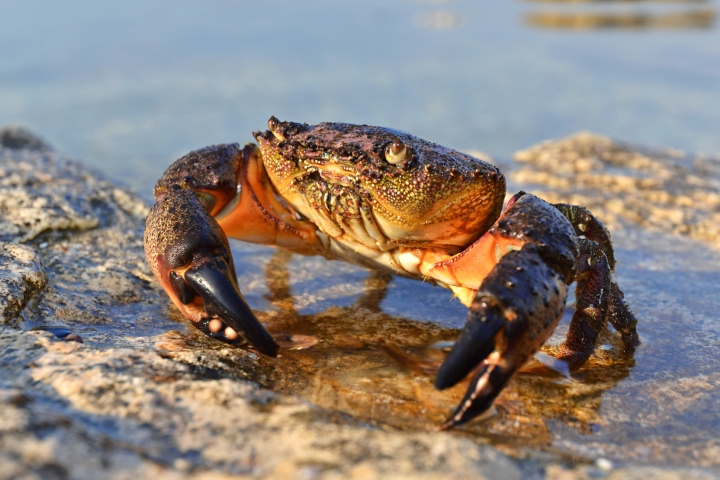 stone crabbing in the south