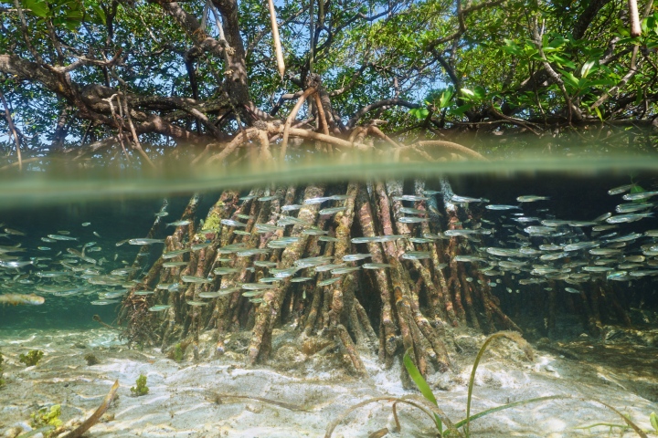 what are mangroves