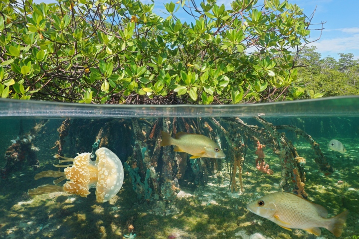 where to fish mangroves