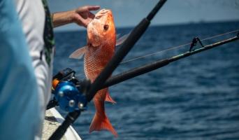 try some fishing snapper